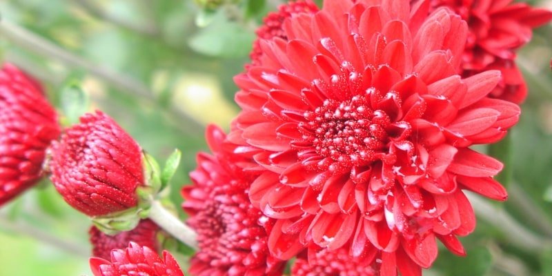 Red Chrysanthemum 
