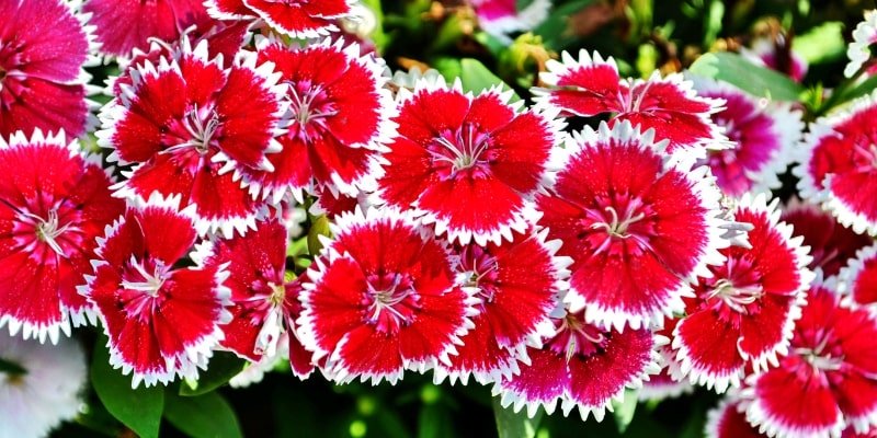 Red Dianthus 