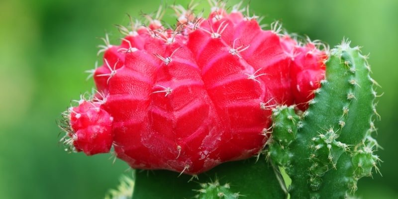 Red Moon Cactus