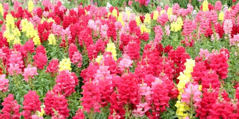 Red Snapdragon 