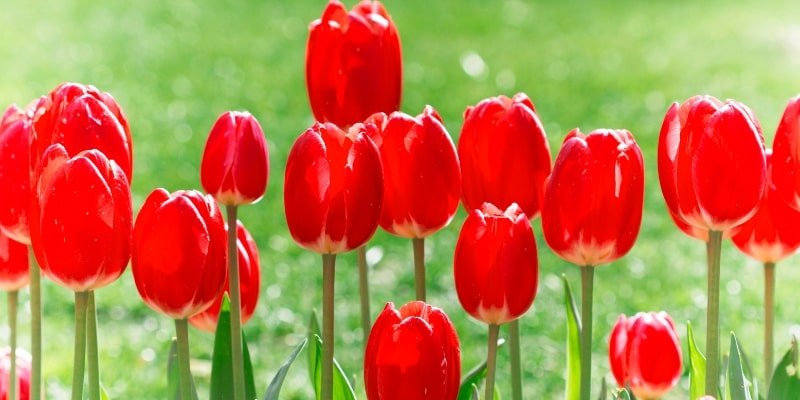 Red Tulips 
