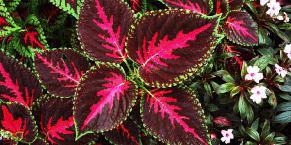 Red Radiator Plant 45 Houseplants with Red and Variegated Red Leaves