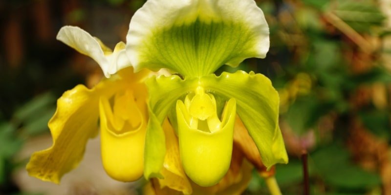Venus Slipper Orchid 