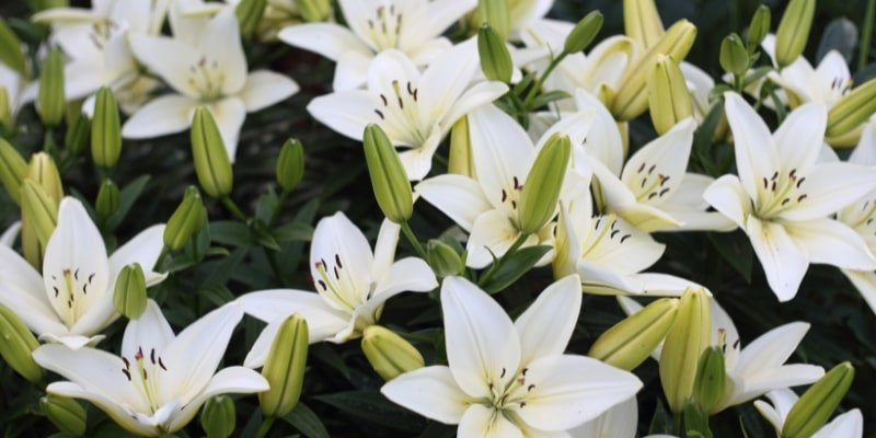 White Hot Spot Lily
