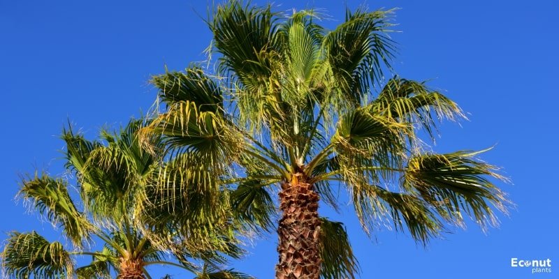 Windmill Palm