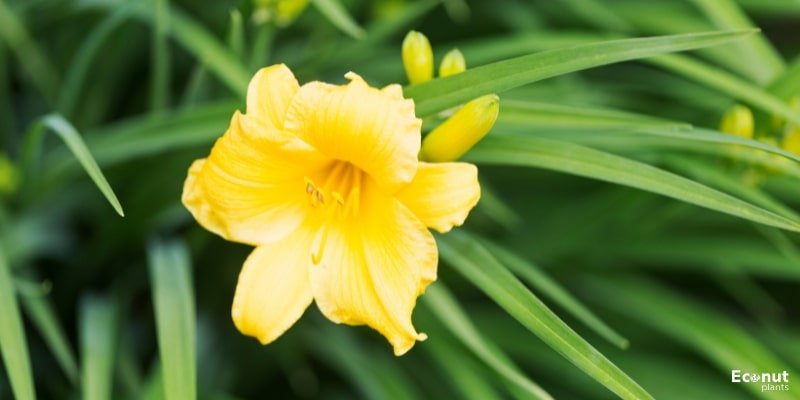 Yellow Daylily Flower