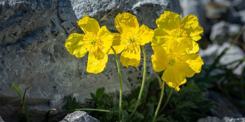 Yellow Alpine Poppy