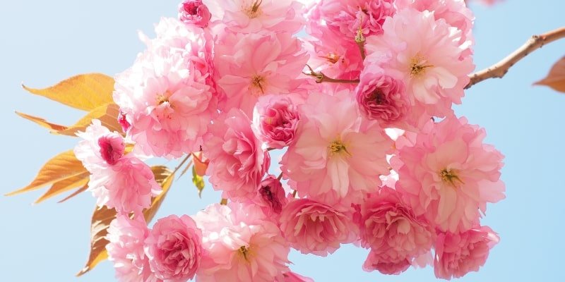 Yuki Cherry Blossom