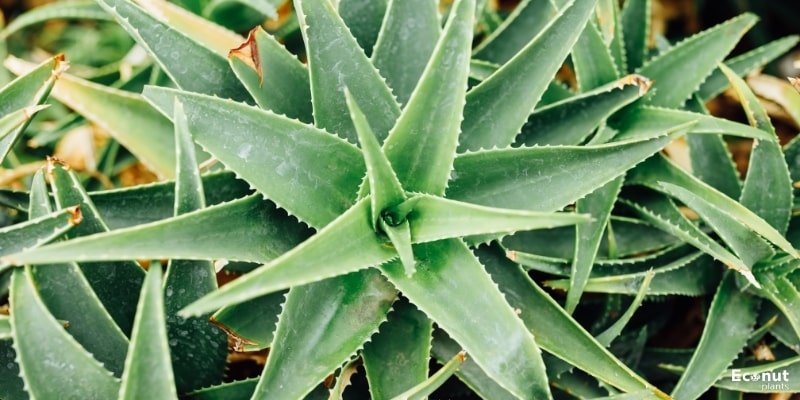 Aloe Vera Plant.jpg
