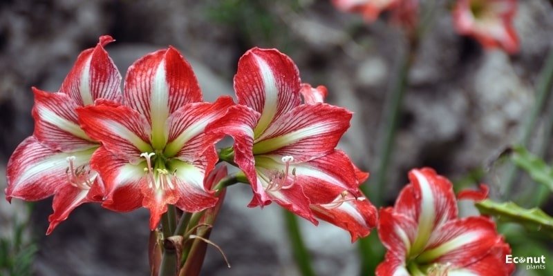 Amaryllis Flower.jpg