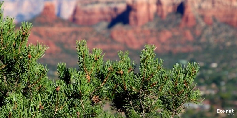 Arizona Pine.jpg
