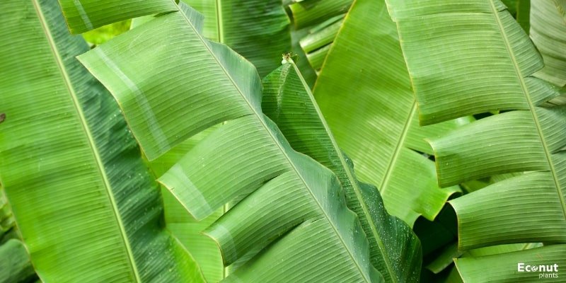 Banana Palm.jpg
