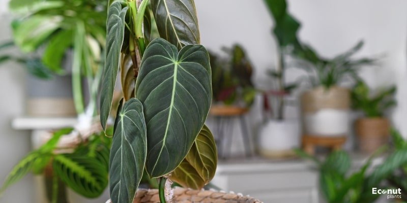 Black Gold Philodendron.jpg