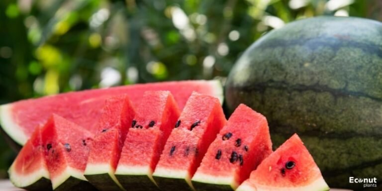 22 Watermelon Varieties: A Complete List with Names and Images