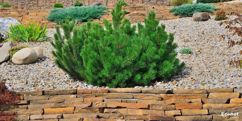 Bosnian Pine.jpg