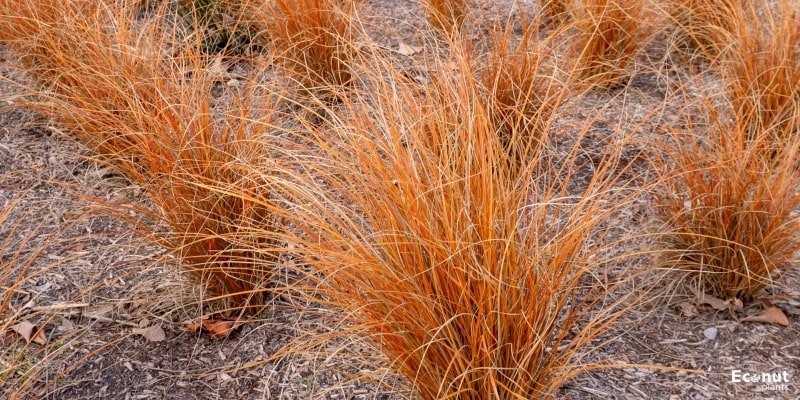 Carex ‘Red Rooster’.jpg