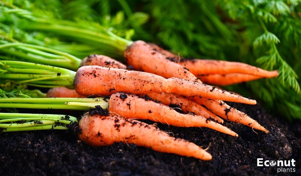 Carrot Companion Plants.jpg