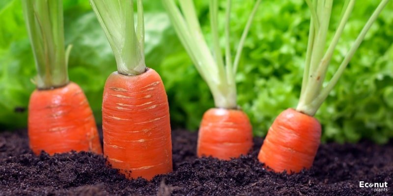 Carrots.jpg
