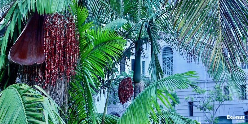 Cascade Palm.jpg
