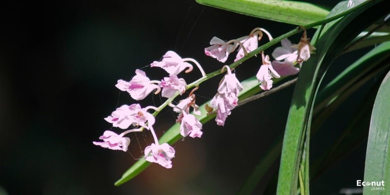 Cat’s Tail Orchids.jpg
