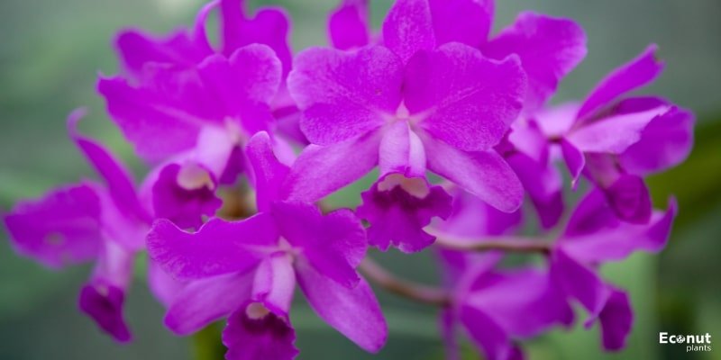 Cattleya Orchids.jpg