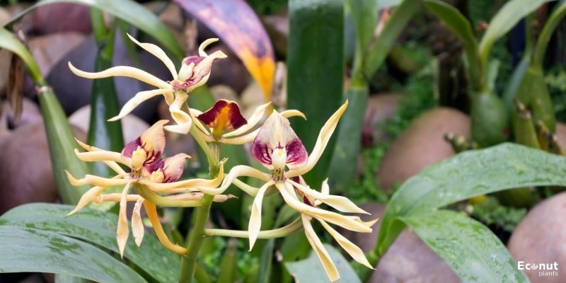 Clamshell Orchid.jpg