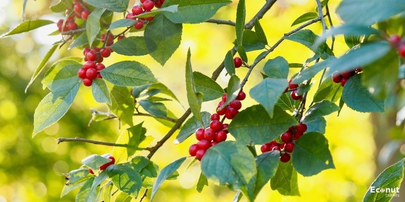 Common Winterberry.jpg
