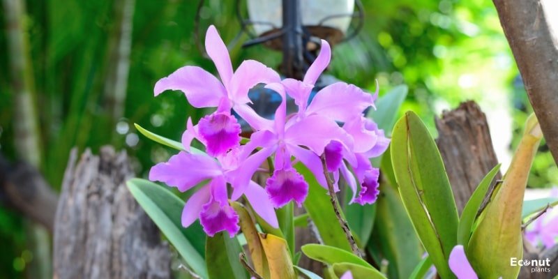 Corsage Orchid Flower.jpg