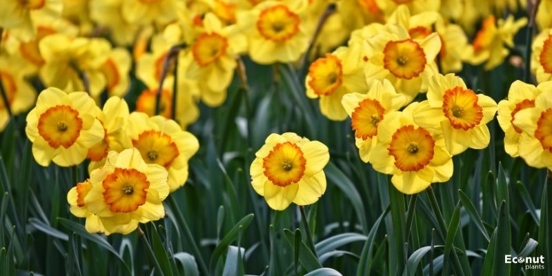 Daffodil Plant.jpg