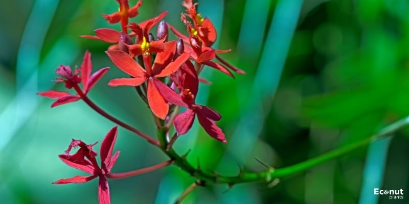 Epidendrum Orchid Flower.jpg