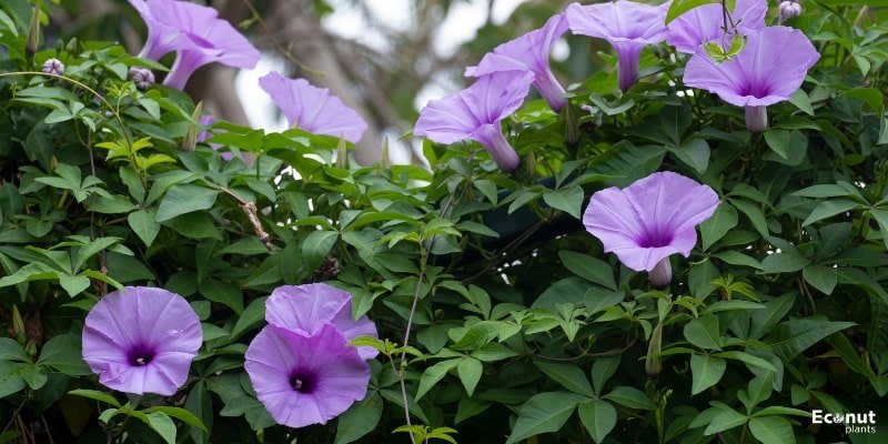 Flowering Dogwood ‘Purple Glory’.jpg