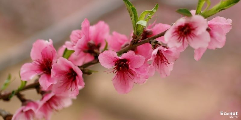 Flowering Almond Tree.jpg