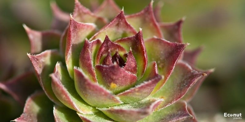Hens and Chicks Plant.jpg