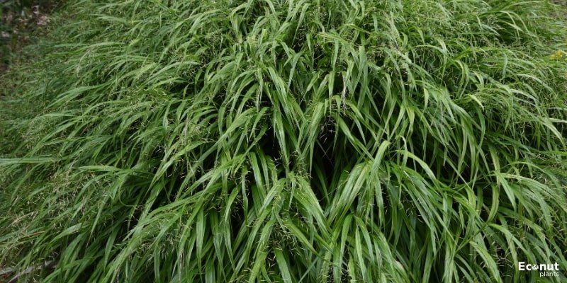 Japanese Forest grass