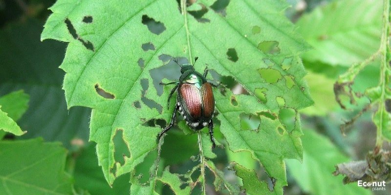 Japanese beetle.jpg
