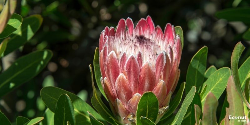 King Protea Flower.jpg