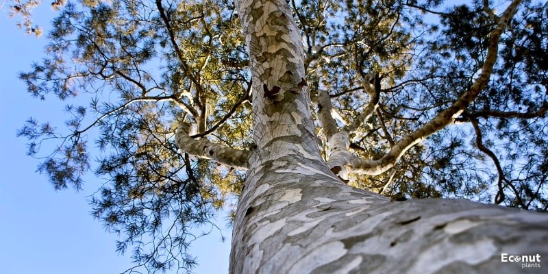 Lacebark Pine.jpg