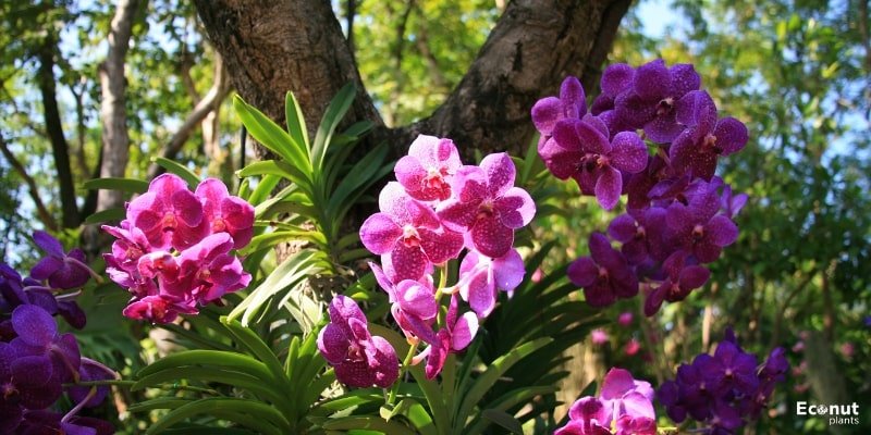 Lattice Orchids.jpg