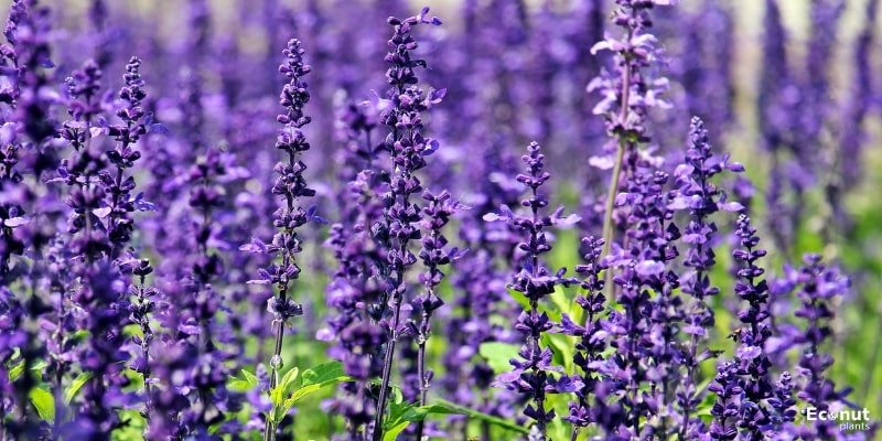 Lavender Plant.jpg