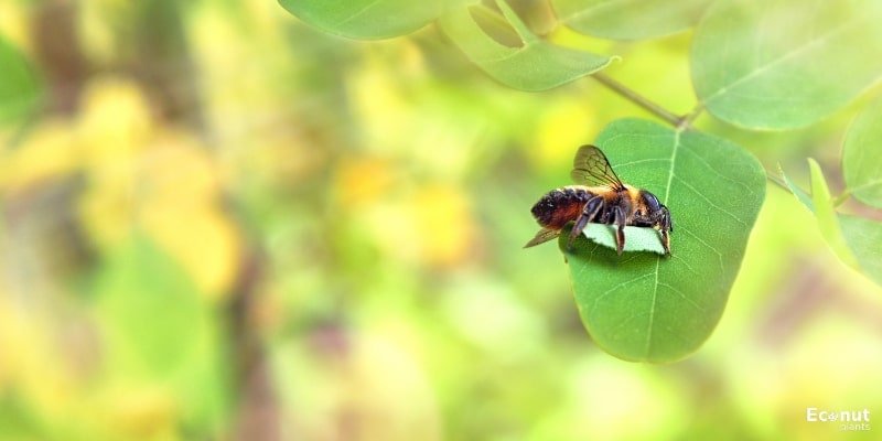 Leafcutter Bees.jpg