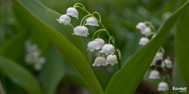 Lily of the Valley Flower.jpg
