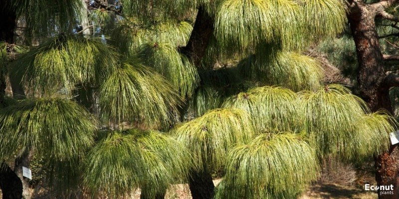 Longleaf Pine.jpg