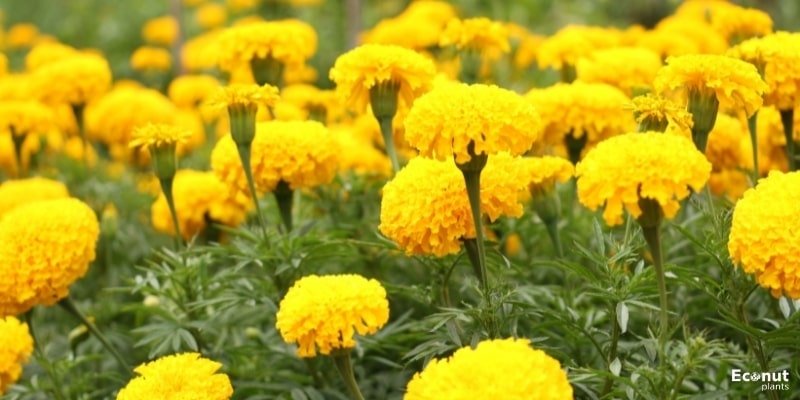 Marigold Plant.jpg