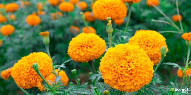 Marigolds Plant.jpg
