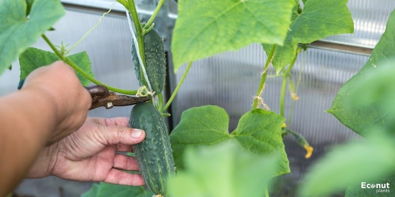 Mature Cucumbers Are-Ready-for Harvest.jpg
