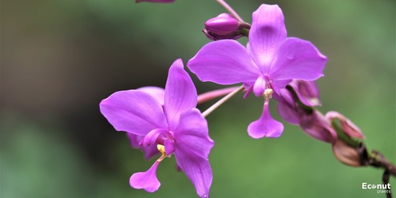 Moth Orchids.jpg