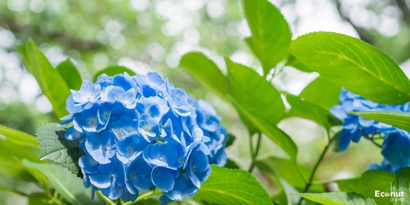 Nikko Blue Hydrangea.jpg