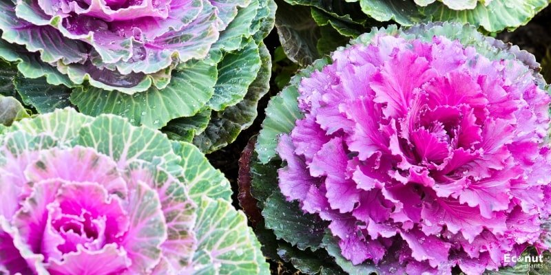 Ornamental Cabbage.jpg