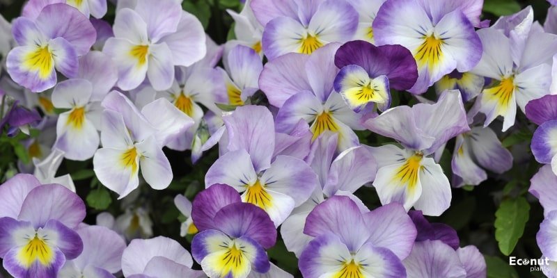 Pansy Orchid.jpg