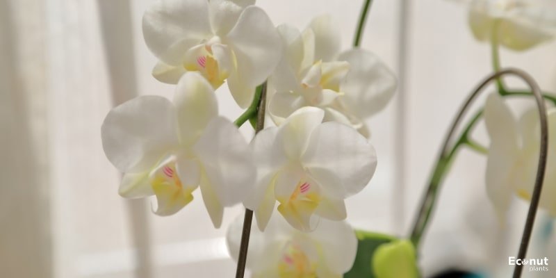 Phalaenopsis Orchid.jpg